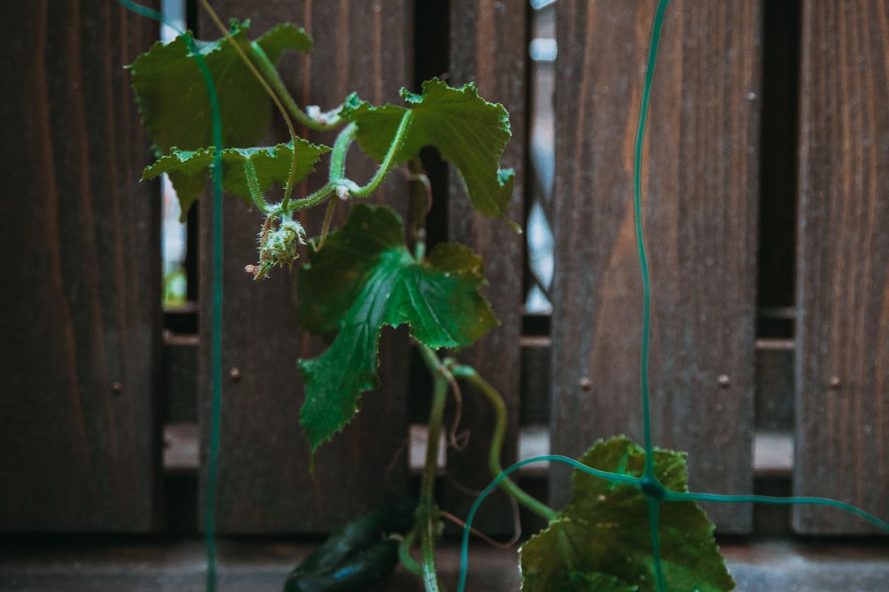 Kumo Machiya Villa Leaves เกียวโต ภายนอก รูปภาพ